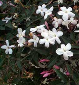 Jasminum-polyanthum.jpg