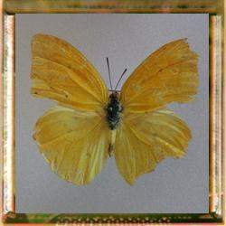 Mariposa Phoebis agarithe.jpg