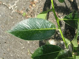 Salix-pentandra.png