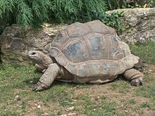 220px-Giant Tortoise.JPG