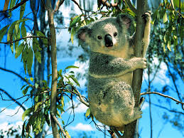 Koala3.jpeg
