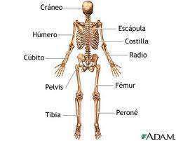 Osteología.jpg