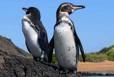 Pinguinosgalapagos.jpg