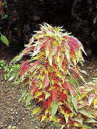 Amaranthus tricolor6.jpg