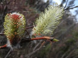 Salix-pulchra.png