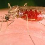 3.-Mosquito-Anopheles-150x150.jpg