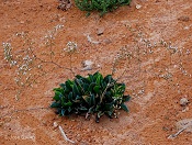Limonium cossonianum.jpg