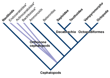La imagen muestra las relaciones evolutivas de los grandes grupos de cefalópodos