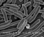 Escherichia coli.jpg