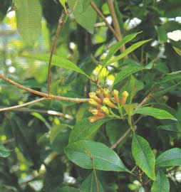 Syzygium-aromaticum.jpg