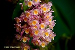 Dendrobium farmeri (2).jpg