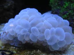 Coral burbunjaaa.jpg
