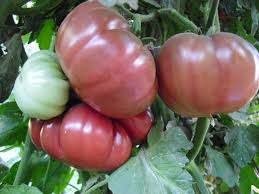 Tomate BALADRE (2).jpg
