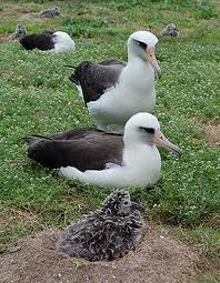 Albatros de laysan.jpg