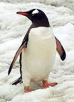 Pinguinopapua.jpg
