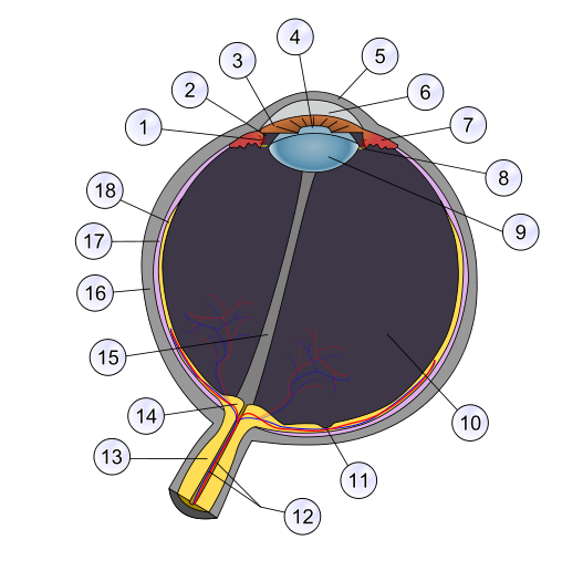 Schematic diagram of the human eye multilingual.svg.png