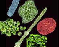 Bacterias.jpg