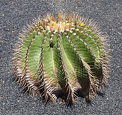 Ferocactus schwarzii. Jardín de Cactus - Lanzarote - J08.jpg