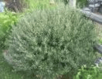 Salix-japonica.png