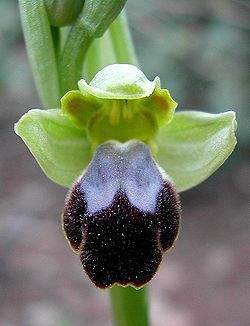 OphrysfuscaMallorca02.jpg