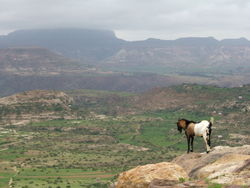 250px-Ethiopian Highlands 01.jpg
