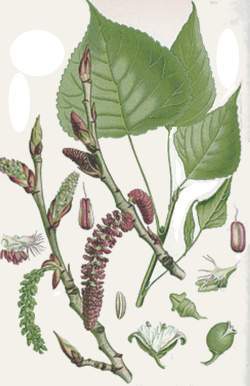 Populus nigra g.jpg