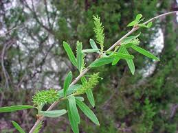 Salix gooddingii.jpg