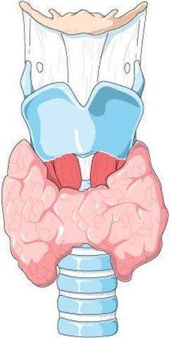 Nódulo tiroideo (Small).jpg