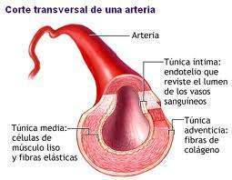 Arteria.jpg