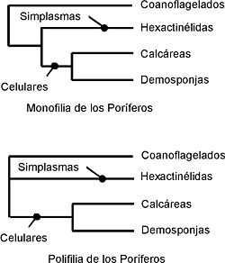 Dos cladogramas alternativos sobre la filogenia del filo Porifera