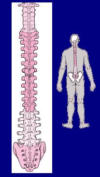 Medula espinal.JPG