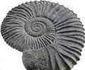Carlos ammonites.jpg