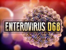 Enterovirus D68.jpg