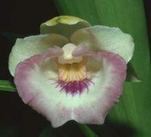 220px-Cochleanthes lobata.jpg