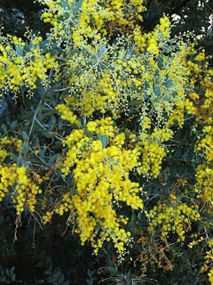 AcaciaPodalyriifolia.jpg