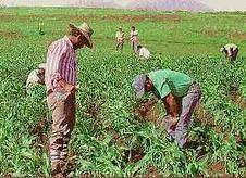 Obreros agrícolas.jpg