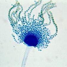 Losmicrobios.jpg