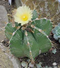Cactus estrella.jpg