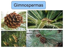 Gimnosperma