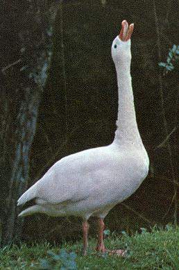 Cisne coscoroba.jpg