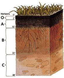 Esquema del suelo o materia organica a suelo b subsuelo c materia parental.jpg