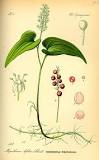 Maianthemum bifolium.jpeg