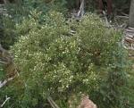 Salix scouleriana.jpeg
