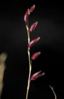 Dracontia oblongifolia.JPG