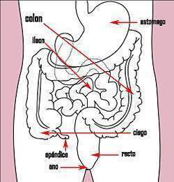 Stomach colon.jpg