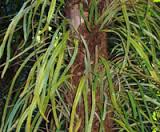 Pyrrosia longifolia.jpg