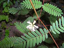Acacia angustissima flower.JPG