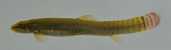 Aborichthys elongatus.jpg