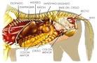 Aparato digestivo mamíferos.jpg