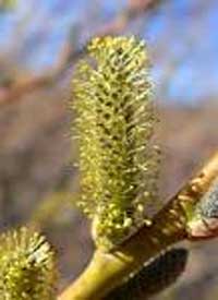 Salix-lasiolepis.jpg